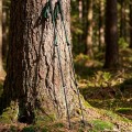 KIJE TREKKINGOWE KADVA Torre REGULOWANE 65-135 cm 80% CARBON KARBONOWE